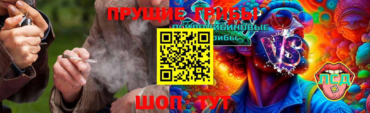 Галлюциногенные грибы Psilocybe Сегежа